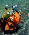 37 Mantis Shrimp